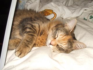 aww.. sleepy kitty
